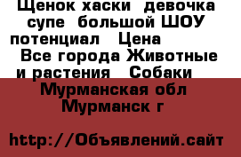 Щенок хаски, девочка супе, большой ШОУ потенциал › Цена ­ 50 000 - Все города Животные и растения » Собаки   . Мурманская обл.,Мурманск г.